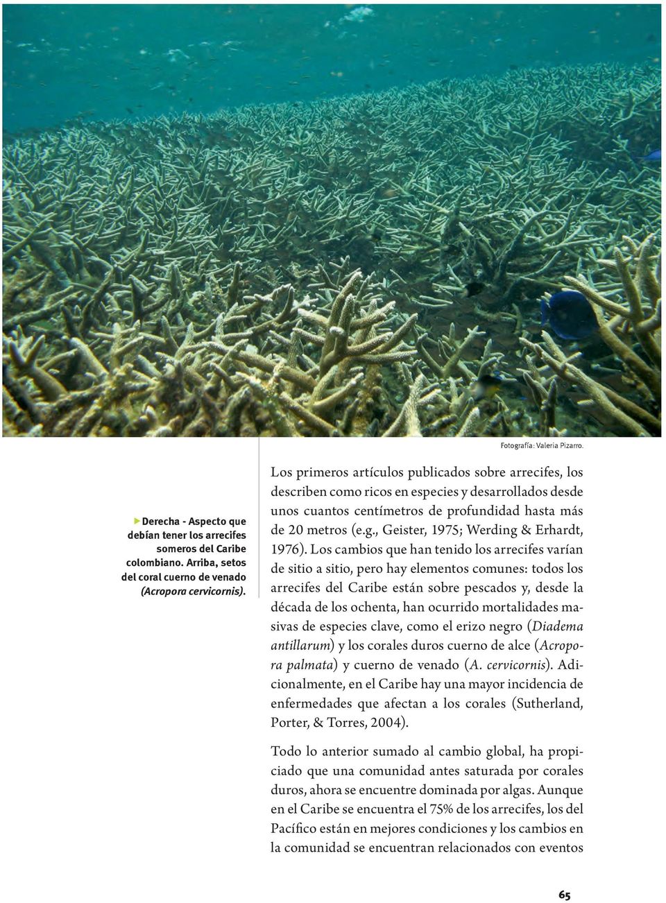 Los primeros artículos publicados sobre arrecifes, los describen como ricos en especies y desarrollados desde unos cuantos centímetros de profundidad hasta más de 20 metros (e.g.