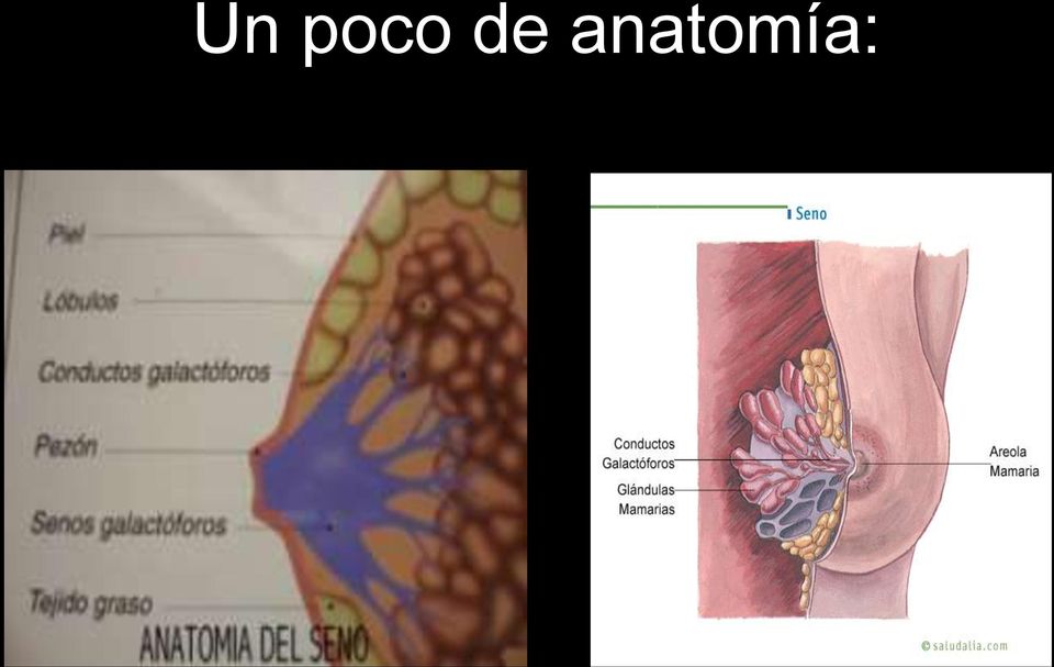 anatomía: