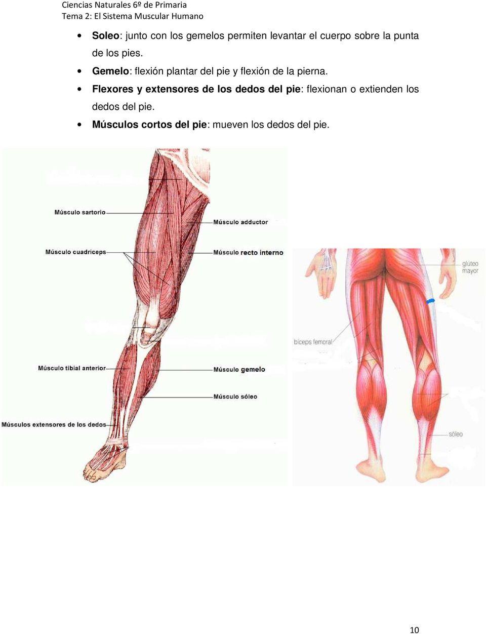 Gemelo: flexión plantar del pie y flexión de la pierna.
