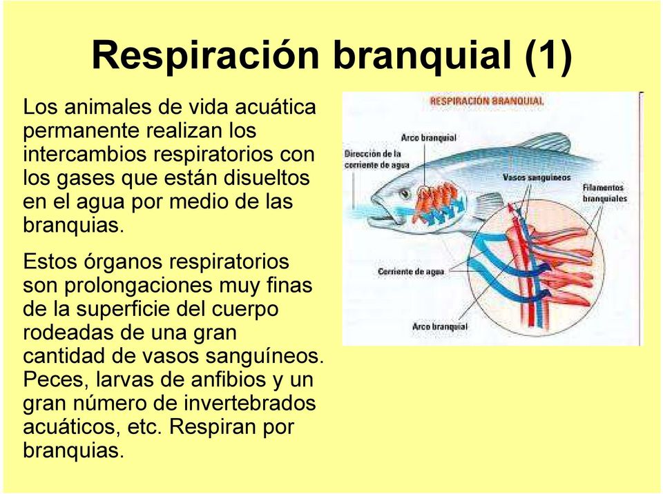 Estos órganos respiratorios son prolongaciones muy finas de la superficie del cuerpo rodeadas de una