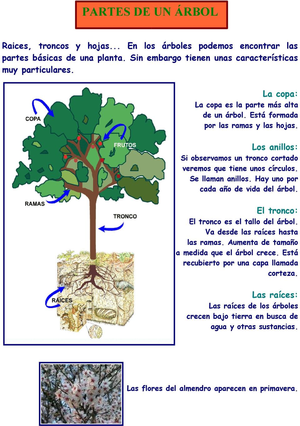 Se llaman anillos. Hay uno por cada año de vida del árbol. El tronco: El tronco es el tallo del árbol. Va desde las raíces hasta las ramas.
