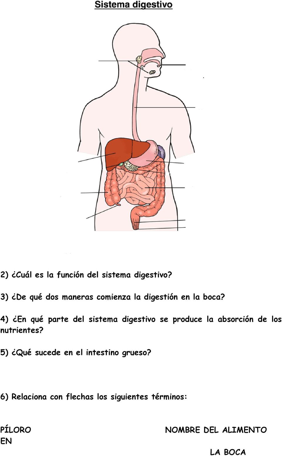 4) En qué parte del sistema digestivo se produce la absorción de los