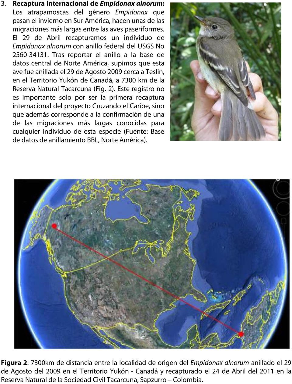 Tras reportar el anillo a la base de datos central de Norte América, supimos que esta ave fue anillada el 29 de Agosto 2009 cerca a Teslin, en el Territorio Yukón de Canadá, a 7300 km de la Reserva
