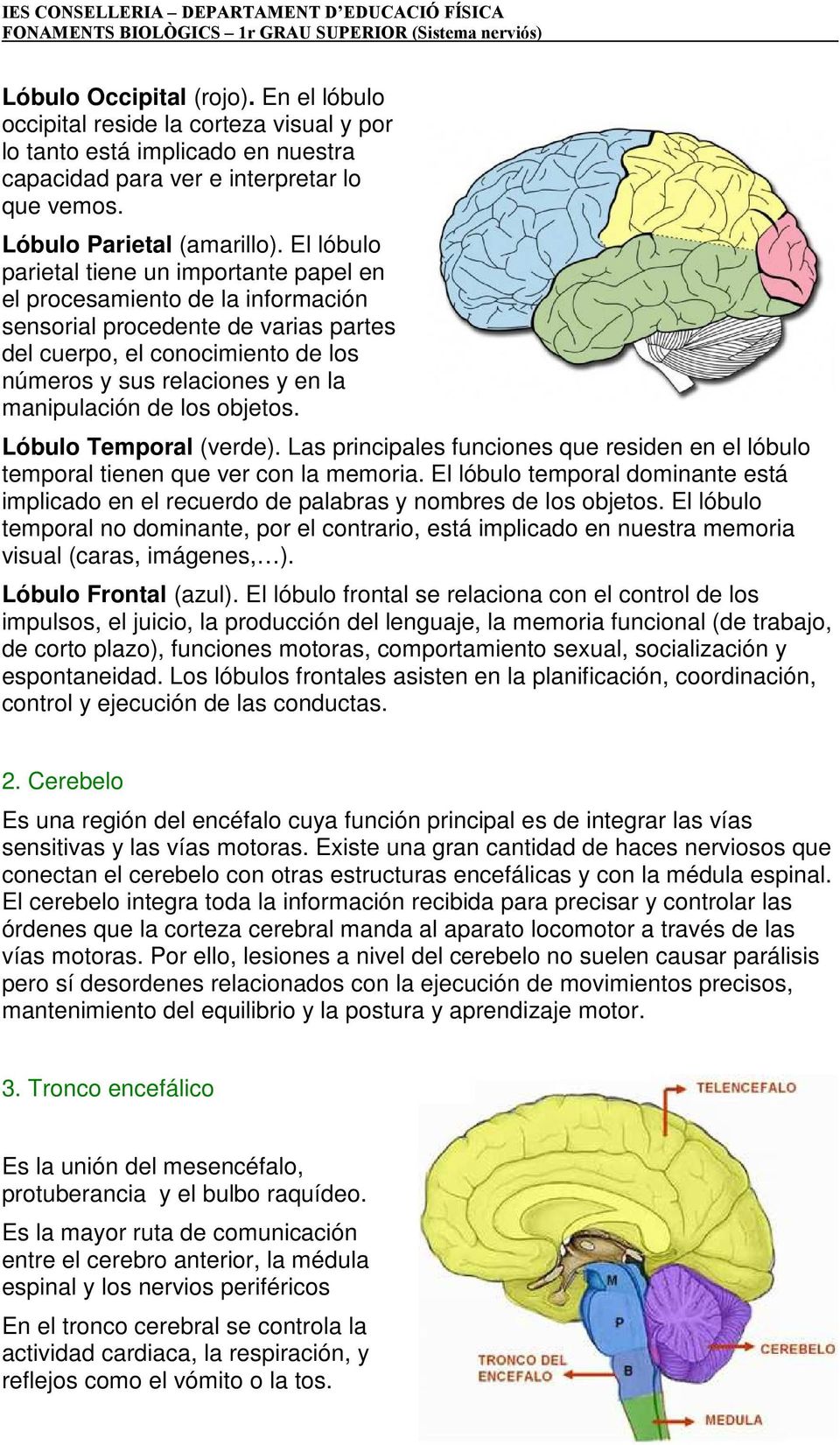 manipulación de los objetos. Lóbulo Temporal (verde). Las principales funciones que residen en el lóbulo temporal tienen que ver con la memoria.