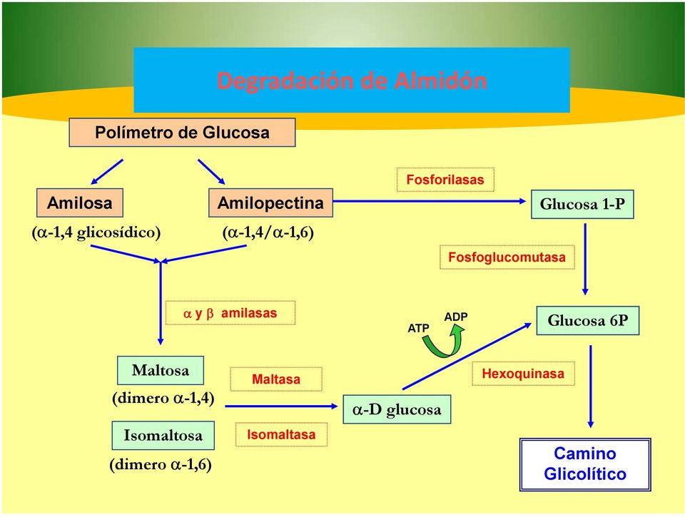 y β amilasas ATP ADP Glucosa 6P Maltosa (dimero α-1,4) Maltasa α-d