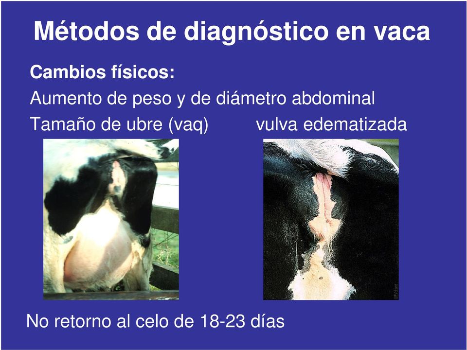 abdominal Tamaño de ubre (vaq) vulva