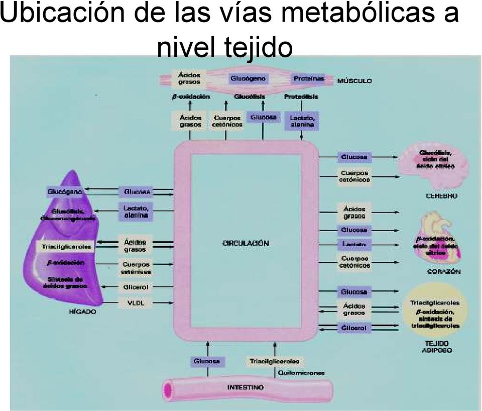 metabólicas