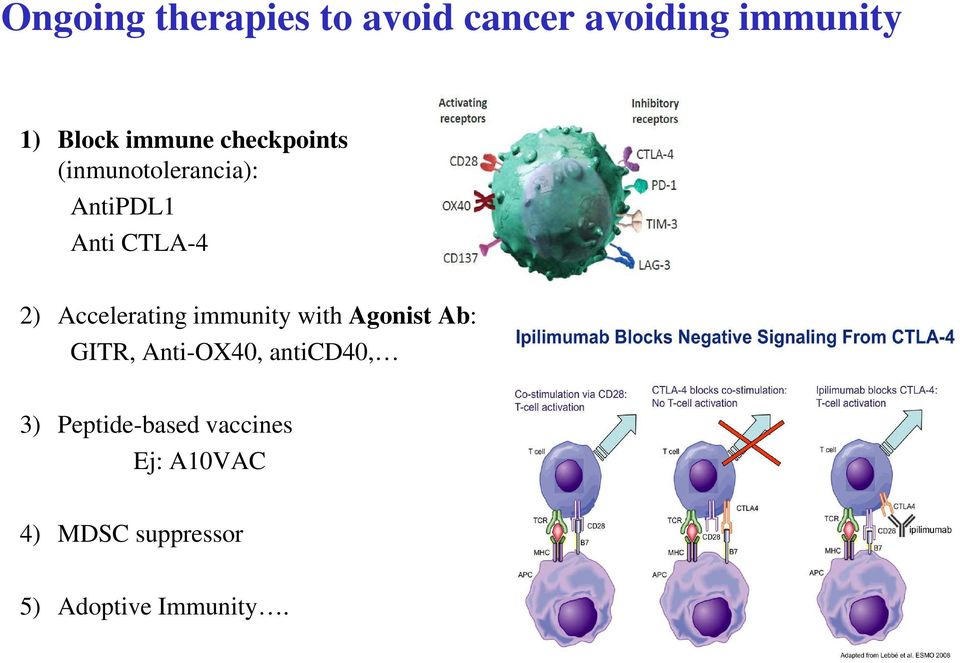Accelerating immunity with Agonist Ab: GITR, Anti-OX40, anticd40,