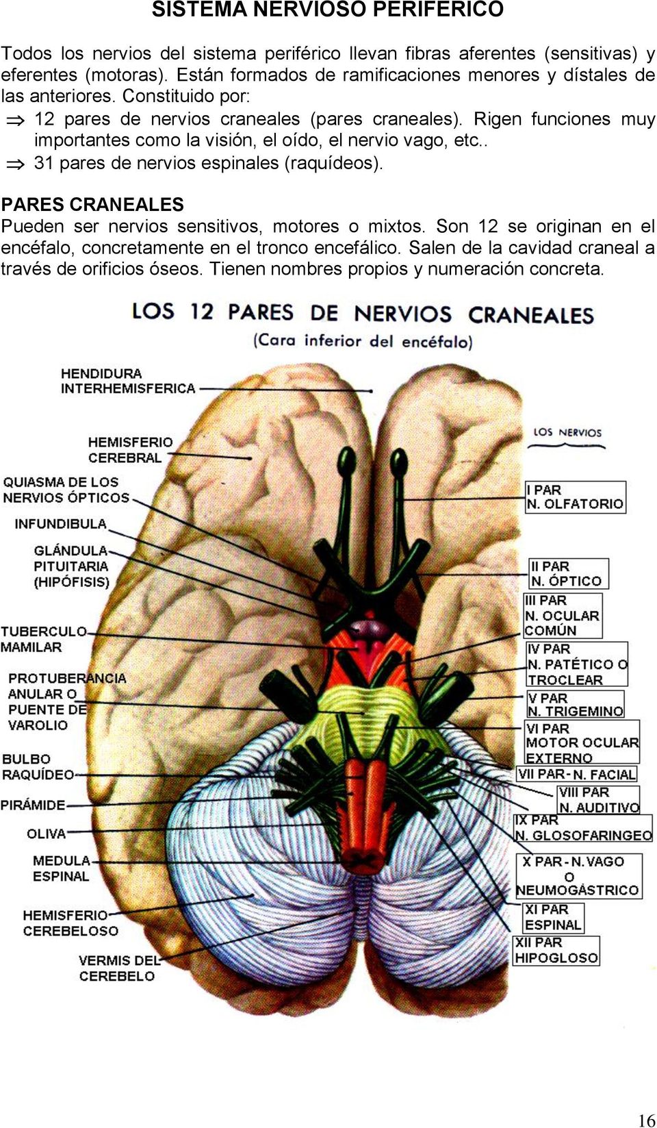 Rigen funciones muy importantes como la visión, el oído, el nervio vago, etc.. 31 pares de nervios espinales (raquídeos).