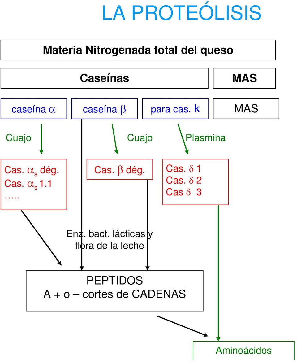α s dég. Cas. α s 1.1.. Cas. β dég. Cas. δ 1 Cas. δ 2 Cas δ 3 Enz.