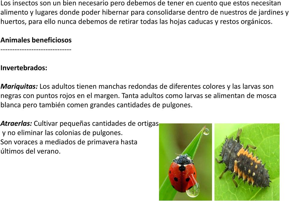 Animales beneficiosos ------------------------------ Invertebrados: Mariquitas: Los adultos tienen manchas redondas de diferentes colores y las larvas son negras con puntos rojos