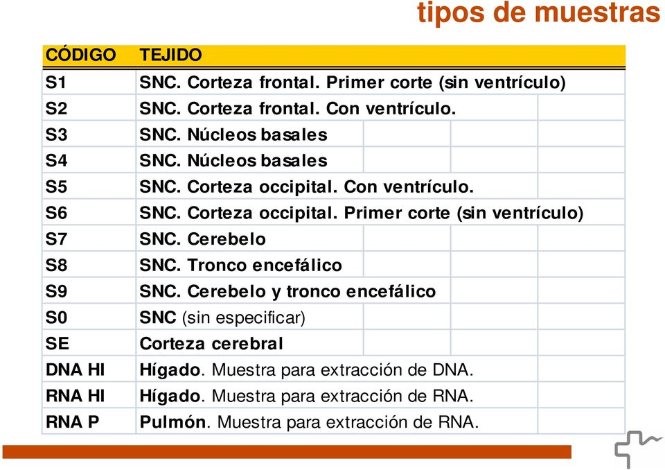 Con ventrículo. SNC. Corteza occipital. Primer corte (sin ventrículo) SNC. Cerebelo SNC. Tronco encefálico SNC.