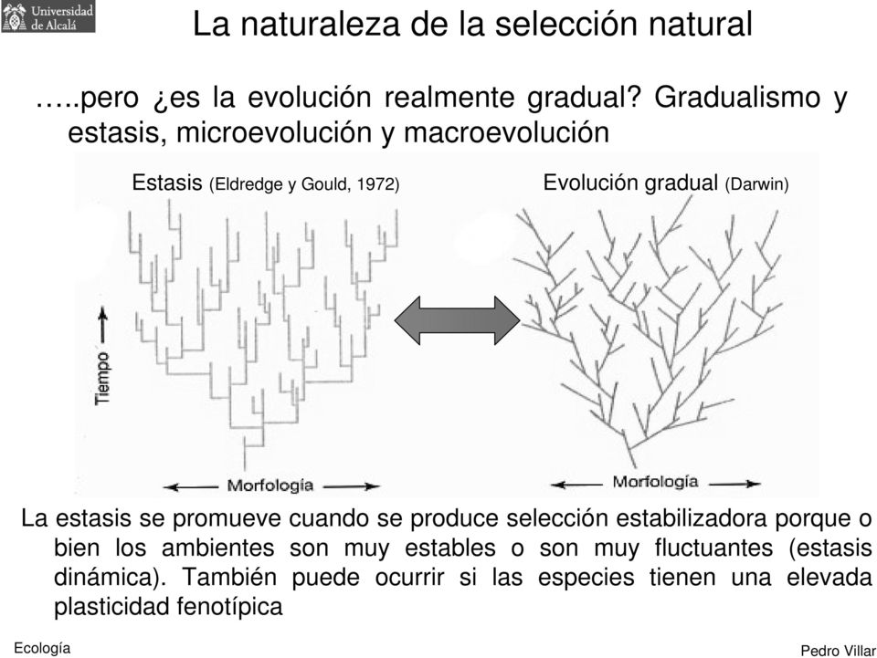 (Darwin) La estasis se promueve cuando se produce selección estabilizadora porque o bien los ambientes son