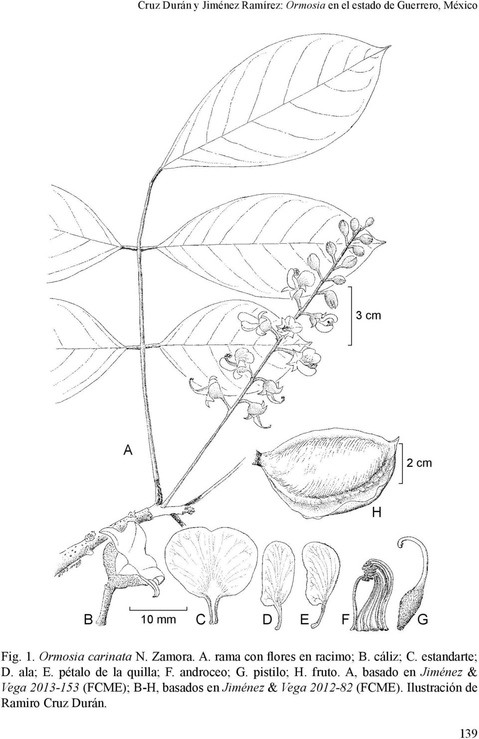 estandarte; D. ala; E. pétalo de la quilla; F. androceo; G. pistilo; H. fruto.