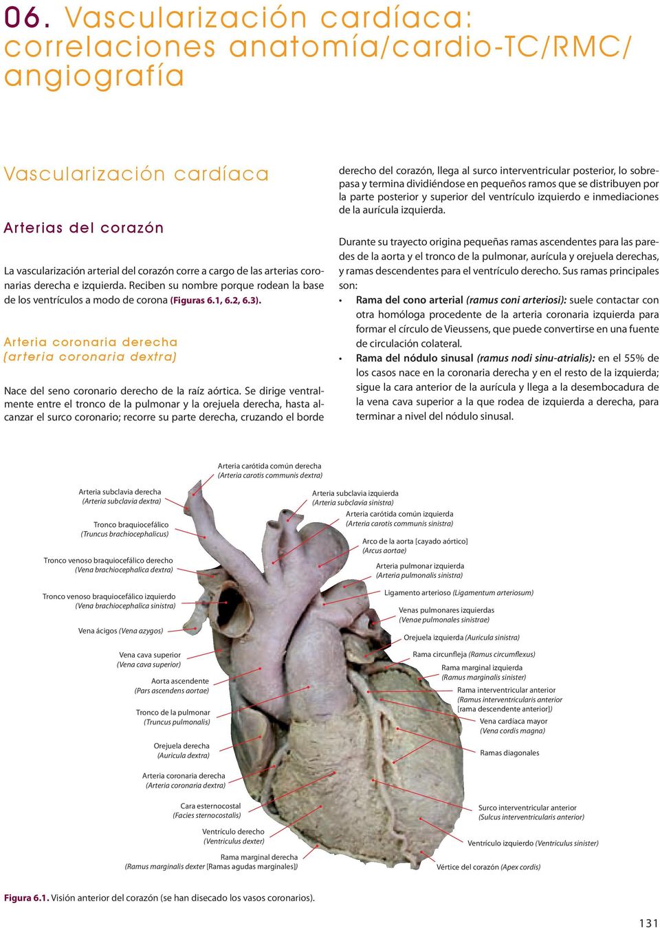 Arteria coronaria derecha (arteria coronaria dextra) Nace del seno coronario derecho de la raíz aórtica.