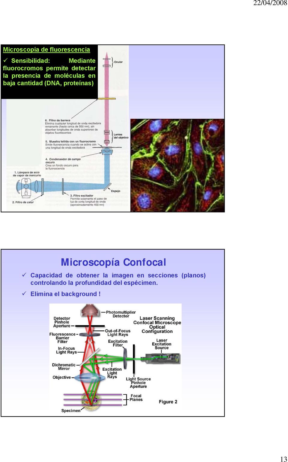 proteínas) Microscopía Confocal Capacidad de obtener la imagen en