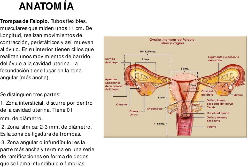 Se distinguen tres partes: 1. Zona intersticial, discurre por dentro de la cavidad uterina. Tiene 01 mm. de diámetro. 2. Zona ístmica: 2-3 mm. de diámetro. Es la zona de ligadura de trompas.