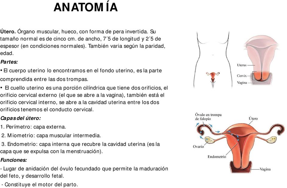 El cuello uterino es una porción cilíndrica que tiene dos orificios, el orificio cervical externo (el que se abre a la vagina), también está el orificio cervical interno, se abre a la cavidad uterina