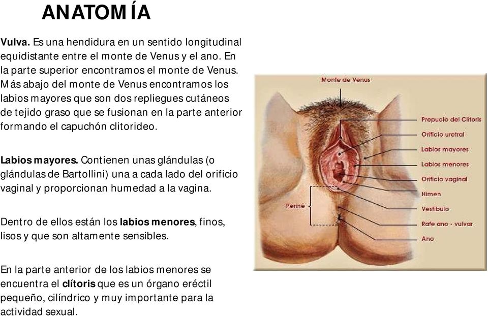 Labios mayores. Contienen unas glándulas (o glándulas de Bartollini) una a cada lado del orificio vaginal y proporcionan humedad a la vagina.