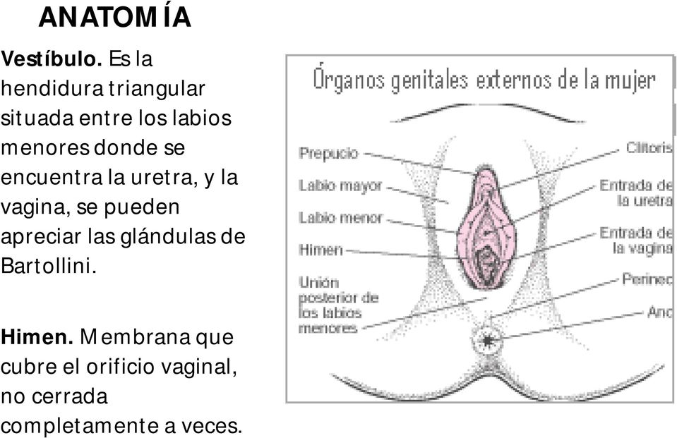 donde se encuentra la uretra, y la vagina, se pueden apreciar