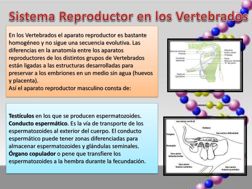 agua (huevos y placenta). Así el aparato reproductor masculino consta de:   agua (huevos y placenta). Así el aparato reproductor masculino consta de: Testículos en los que se producen espermatozoides.