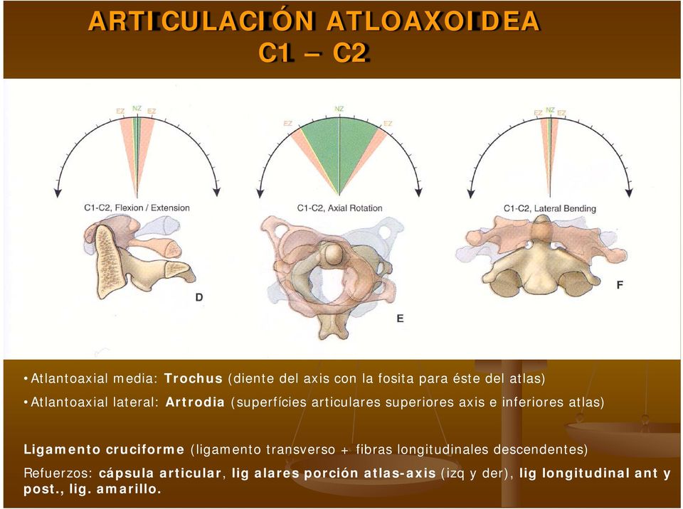 atlas) Ligamento cruciforme (ligamento transverso + fibras longitudinales descendentes) Refuerzos: