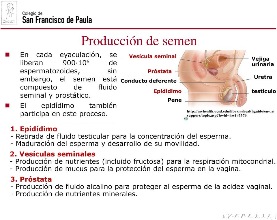 Epidídimo - Retirada de fluido testicular para la concentración del esperma. - Maduración del esperma y desarrollo de su movilidad. 2.