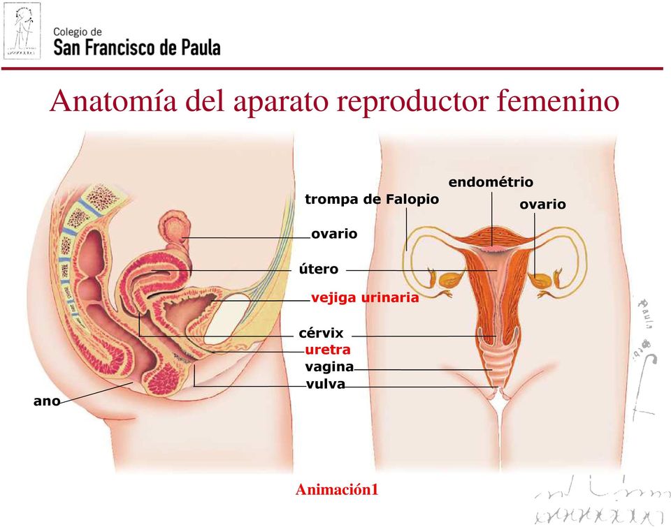 endométrio ovario ovario útero