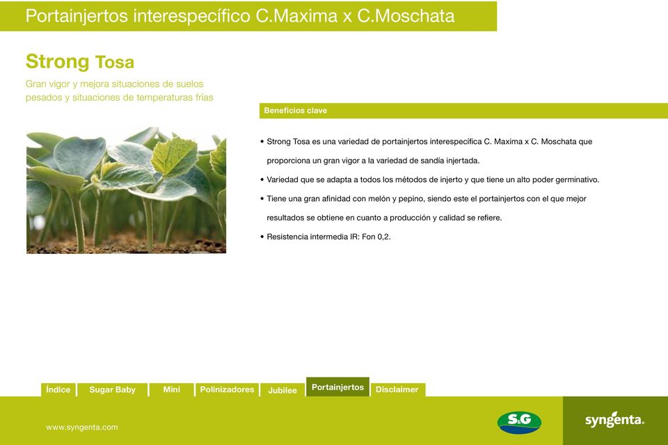 portainjertos interespecífica C. Maxima x C. Moschata que proporciona un gran vigor a la variedad de sandía injertada.