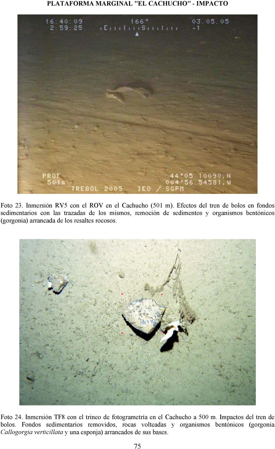 (gorgonia) arrancada de los resaltes rocosos. Foto 24. Inmersión TF8 con el trineo de fotogrametría en el Cachucho a 500 m.