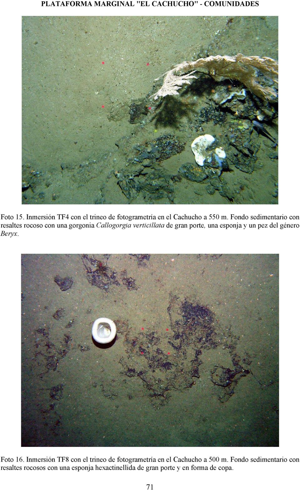 Fondo sedimentario con resaltes rocoso con una gorgonia Callogorgia verticillata de gran porte, una esponja y