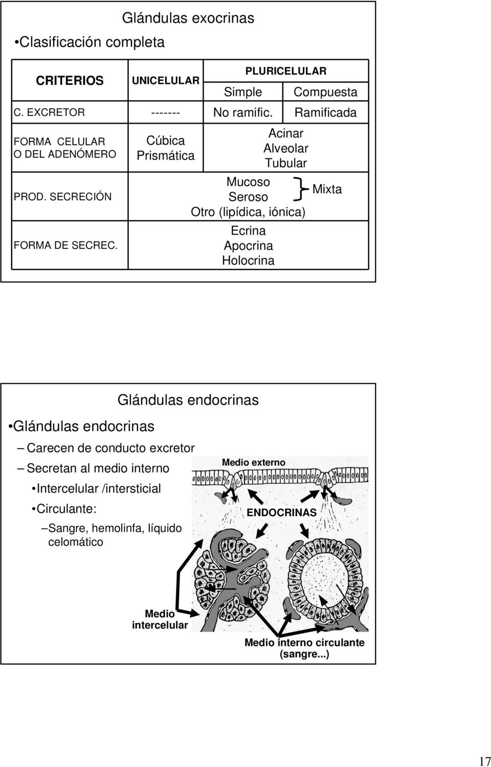 PLURICELULAR Mucoso Seroso Otro (lipídica, iónica) Ecrina Apocrina Holocrina Acinar Alveolar Tubular Compuesta Ramificada Mixta Glándulas