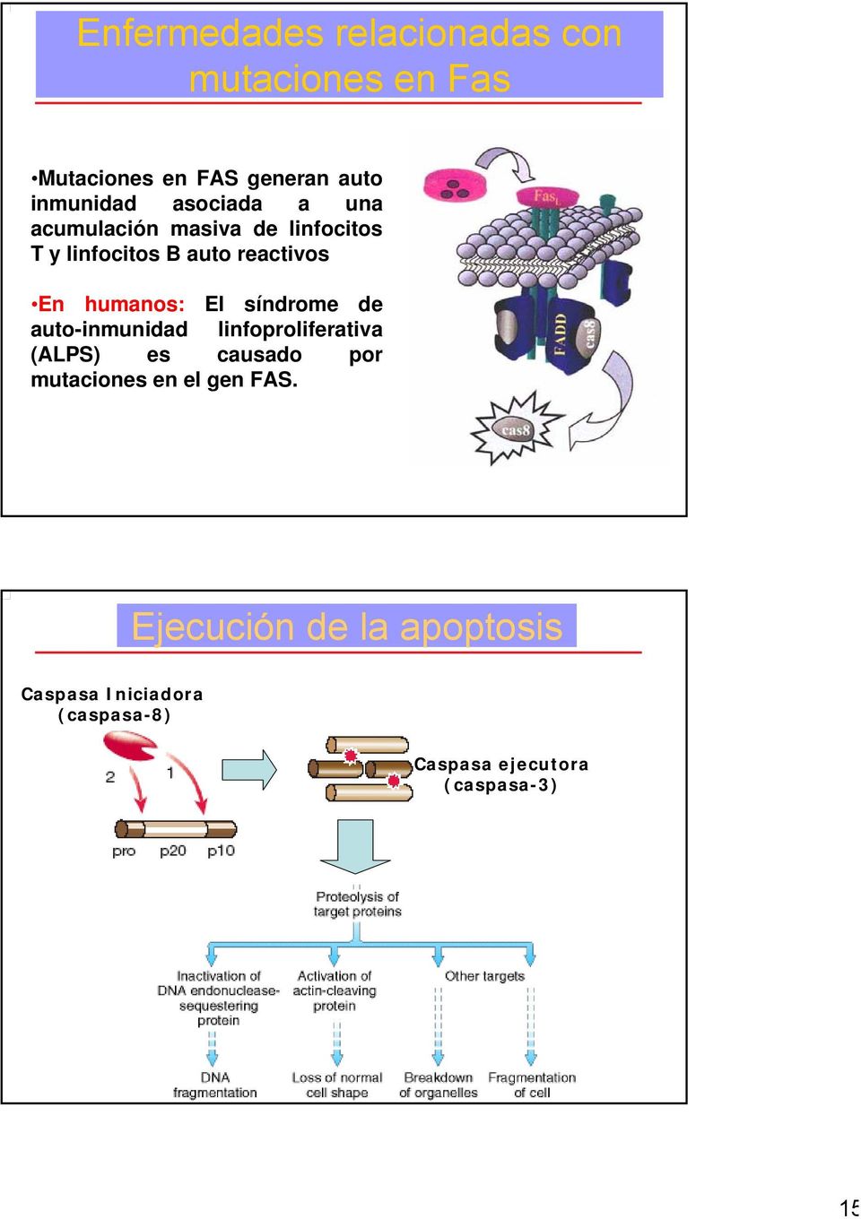 El síndrome de auto-inmunidad linfoproliferativa (ALPS) es causado por mutaciones en el gen