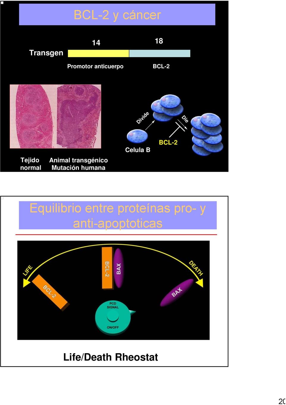 transgénico Mutación humana Celula B Cell B BCL-2