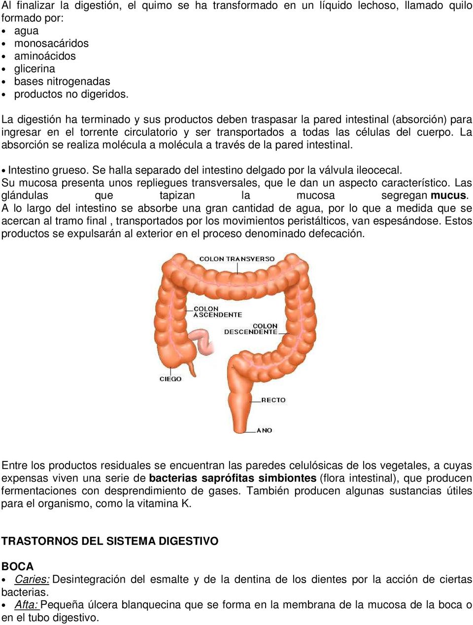 La absorción se realiza molécula a molécula a través de la pared intestinal. Intestino grueso. Se halla separado del intestino delgado por la válvula ileocecal.