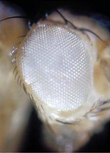 - 1909 Thomas Hunt Morgan GENES Y CROMOSOMAS El modelo de estudio fue la mosca de la fruta Drosophila melanogaster Mediante diferentes cruzas experimentales establecieron que los genes se ubican en