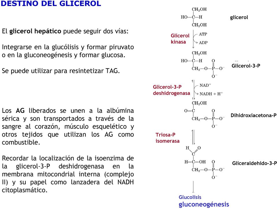Glicerol-3-P Glicerol-3-P deshidrogenasa Los AG liberados se unen a la albúmina sérica y son transportados a través de la sangre al corazón, músculo esquelético y otros