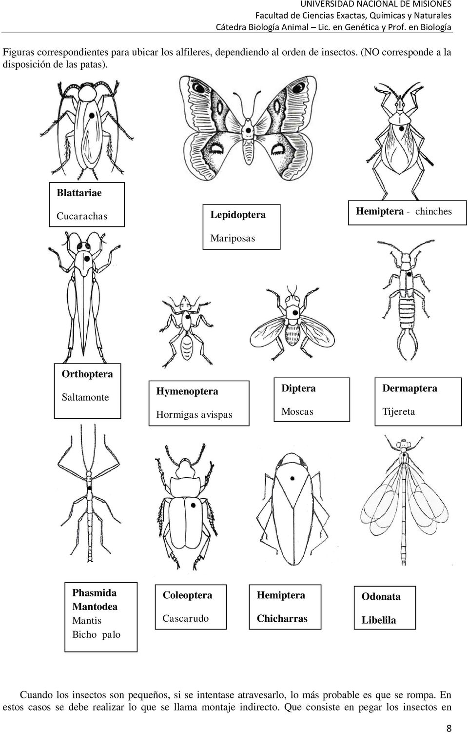 Tijereta Phasmida Mantodea Mantis Bicho palo Coleoptera Cascarudo Hemiptera Chicharras Odonata Libelila Cuando los insectos son pequeños, si se