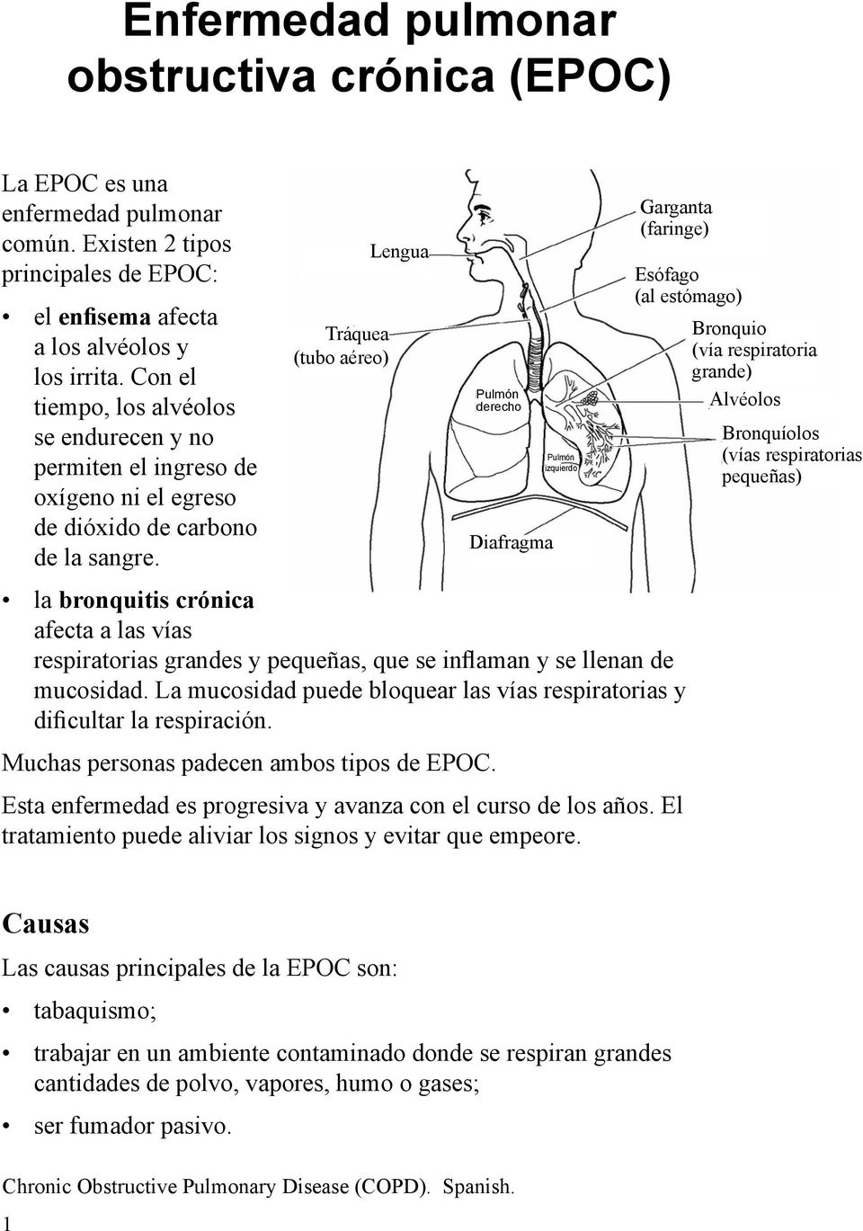 Tráquea (tubo aéreo) Lengua la bronquitis crónica afecta a las vías respiratorias grandes y pequeñas, que se inflaman y se llenan de mucosidad.