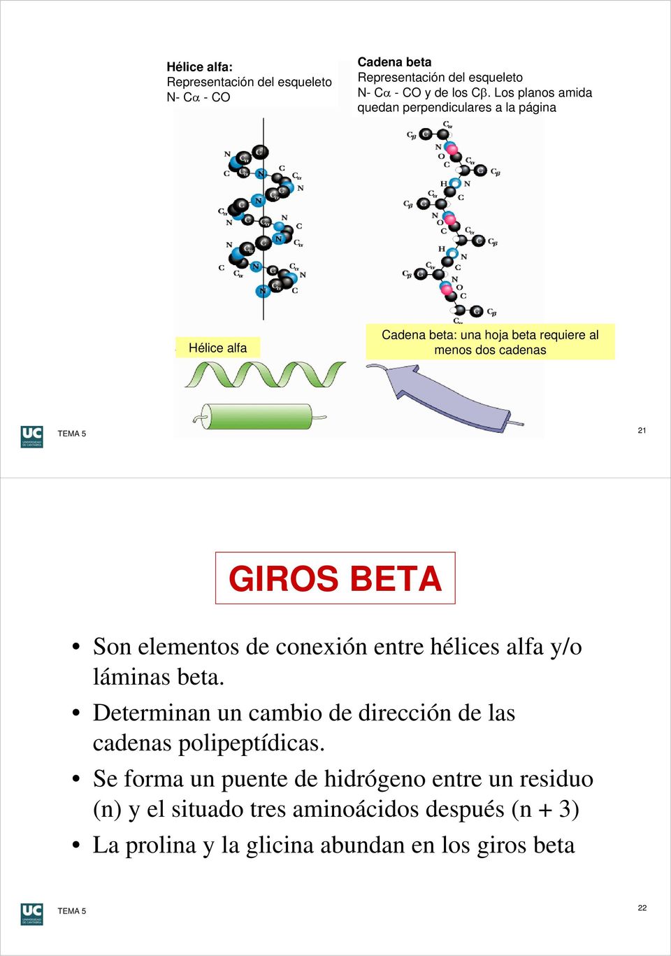 BETA Son elementos de conexión entre hélices alfa y/o láminas beta. Determinan un cambio de dirección de las cadenas polipeptídicas.