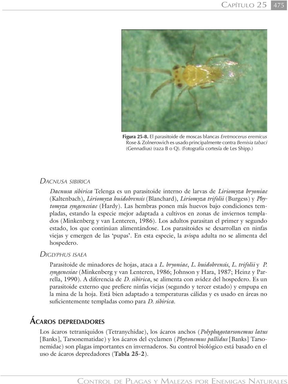 ) DACNUSA SIBIRICA Dacnusa sibirica Telenga es un parasitoide interno de larvas de Liriomyza bryoniae (Kaltenbach), Liriomyza huidobrensis (Blanchard), Liriomyza trifolii (Burgess) y Phytomyza