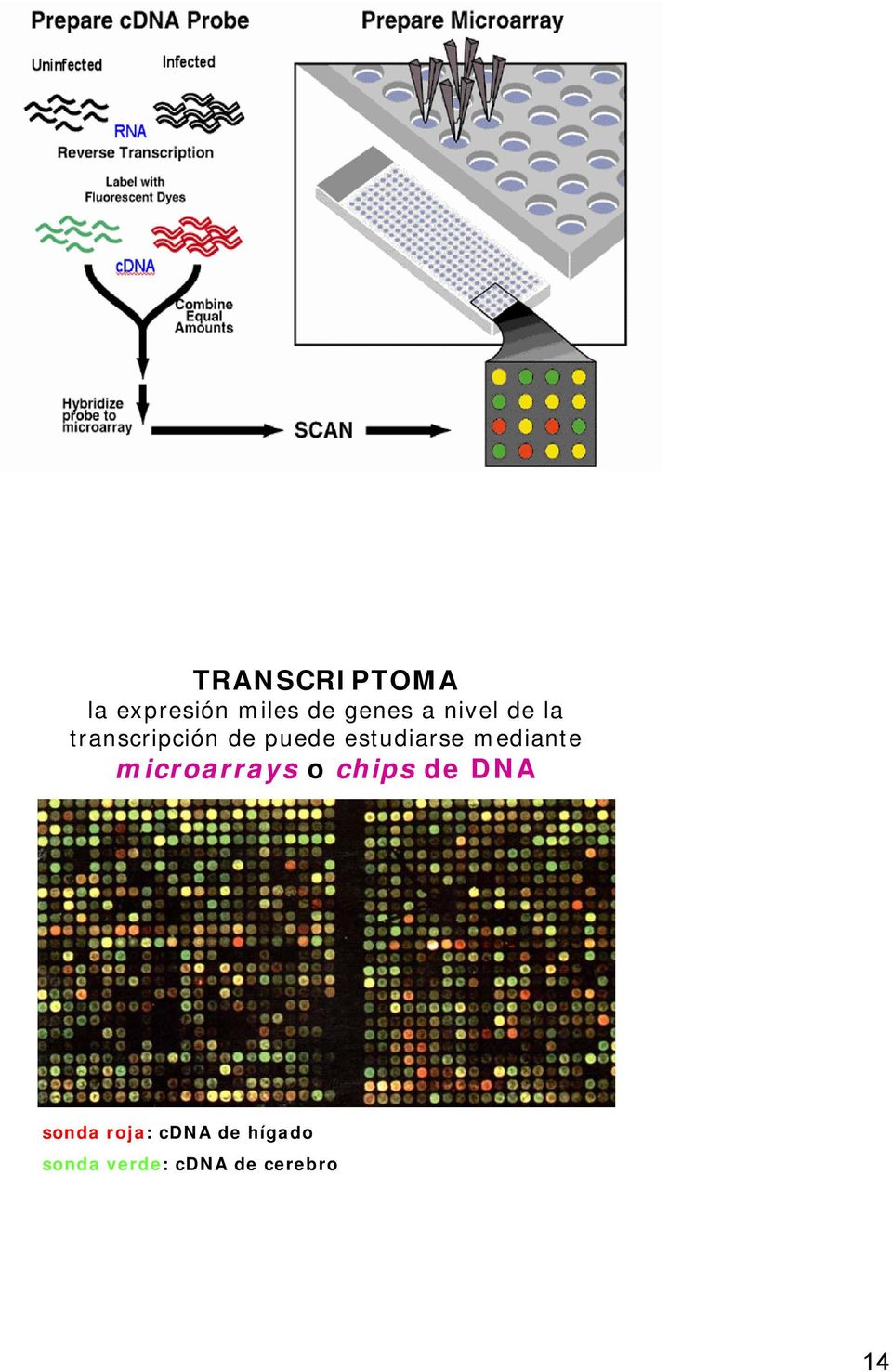 mediante microarrays o chips de DNA sonda