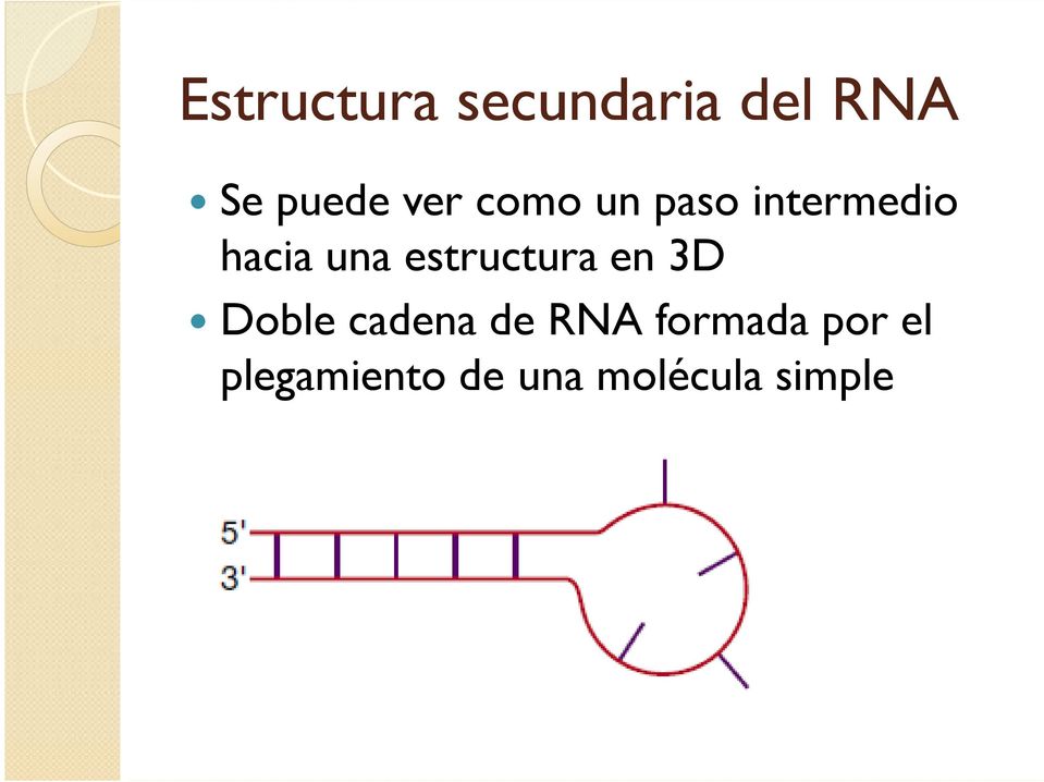 estructura en 3D Doble cadena de RNA