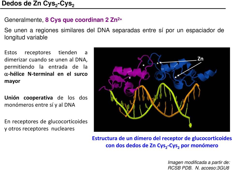 mayor Zn Unión cooperativa de los dos monómeros entre sí y al DNA En receptores de glucocorticoides y otros receptores nucleares Estructura de