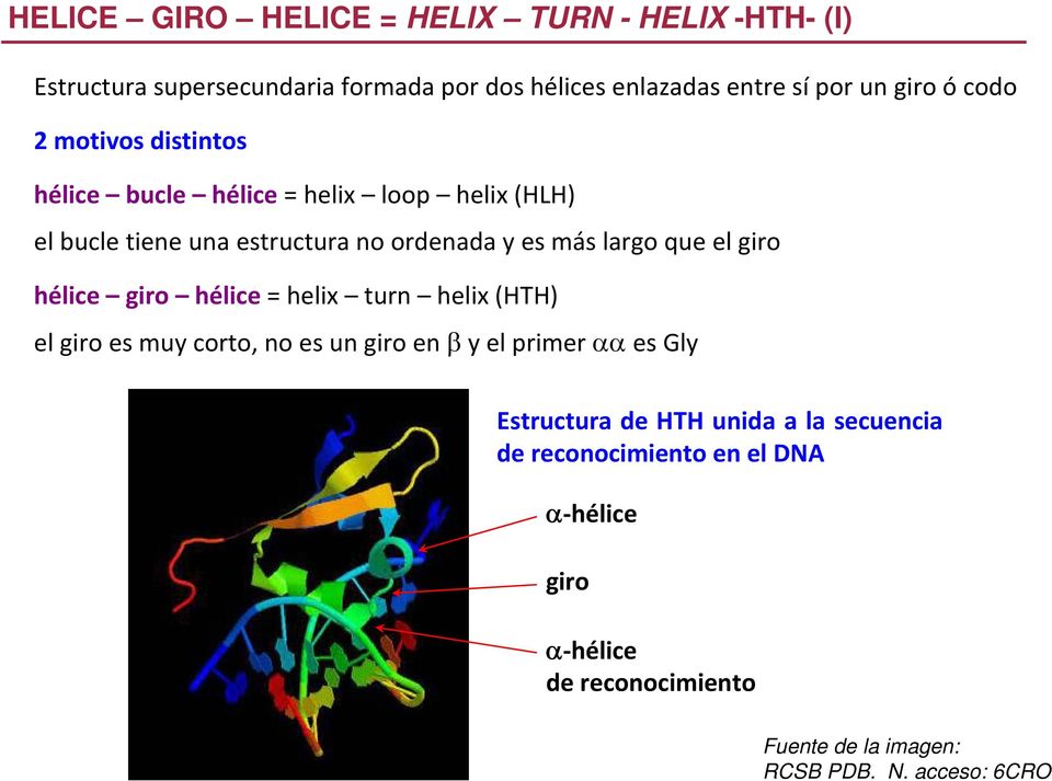 el giro hélice giro hélice = helix turn helix (HTH) el giro es muy corto, no es un giro en β y el primer αα es Gly Estructura de HTH