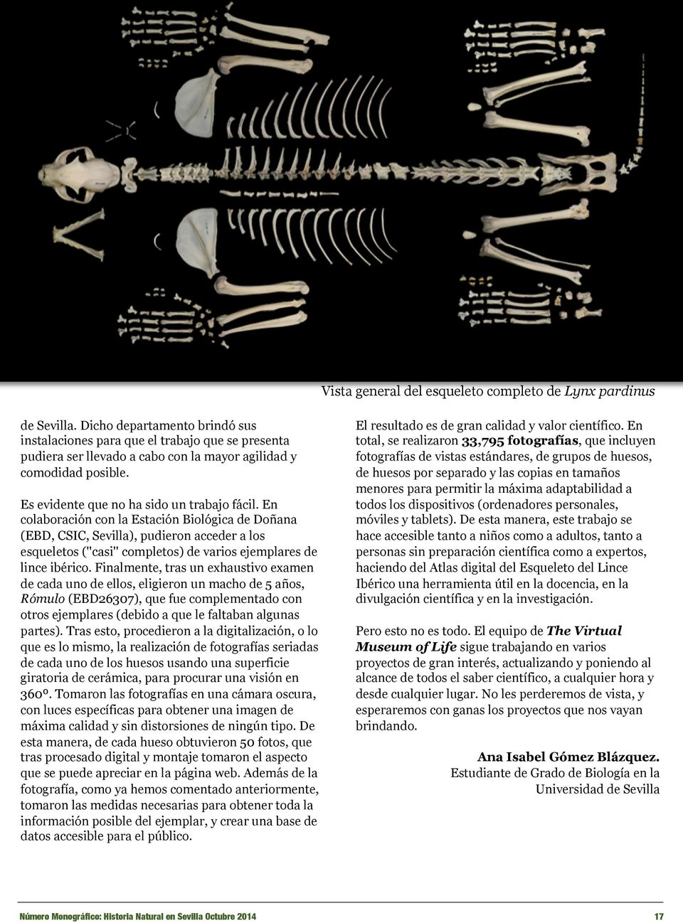 En colaboración con la Estación Biológica de Doñana (EBD, CSIC, Sevilla), pudieron acceder a los esqueletos (''casi'' completos) de varios ejemplares de lince ibérico.