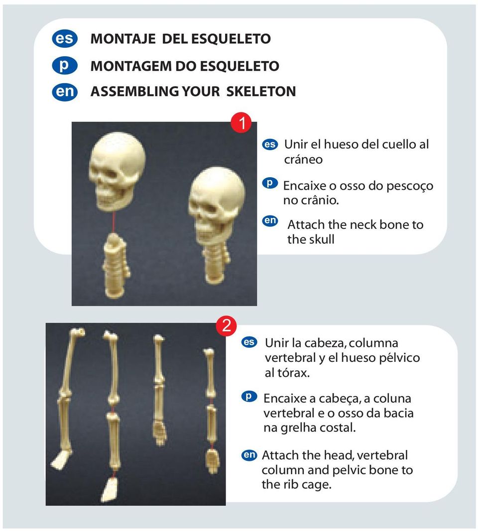Attach the neck bone to the skull 2 Unir la cabeza, columna vertebral y el huo élvico al