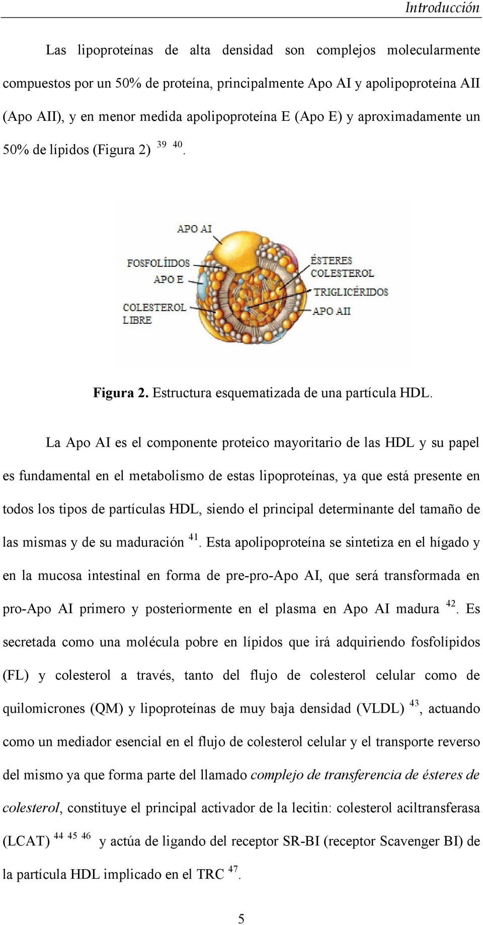 La Apo AI es el componente proteico mayoritario de las HDL y su papel es fundamental en el metabolismo de estas lipoproteínas, ya que está presente en todos los tipos de partículas HDL, siendo el