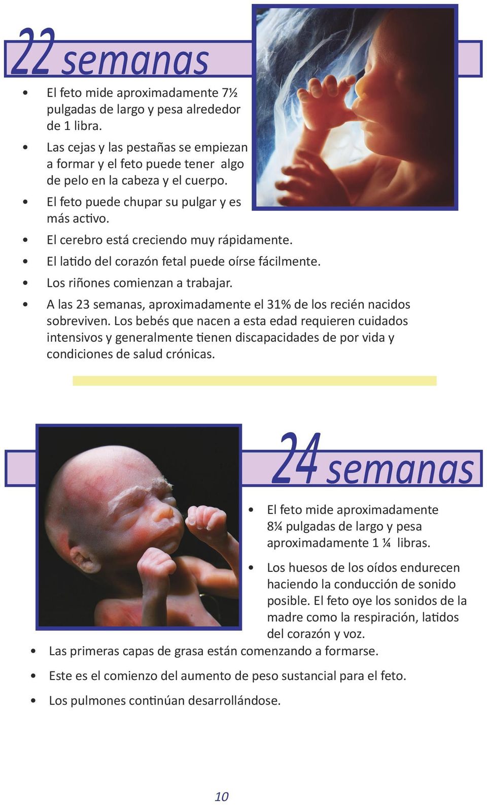 A las 23 semanas, aproximadamente el 31% de los recién nacidos sobreviven.