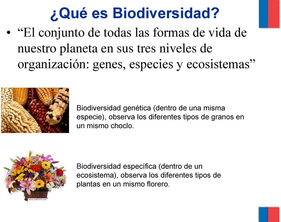 organización: genes, especies y ecosistemas Biodiversidad genética (dentro de una misma